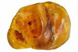 Curled Up Fossil Ant (Formicidae) In Baltic Amber #120686-1